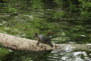 Turtles chilling in the Cenote