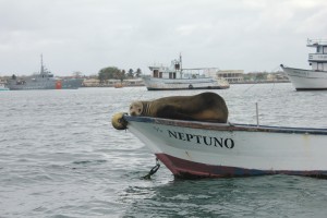 The Sea Lions chilling after a long day of eating fish