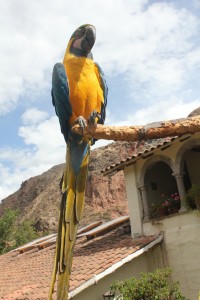 A parrot posing for the cameras