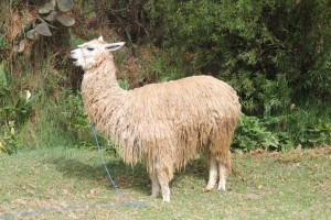 A domesticated llama