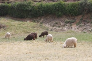 Llama herds