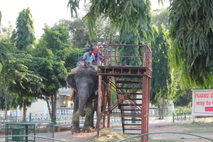Elephant rides