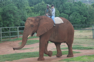 Elephant rider!
